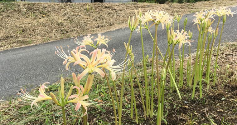 白花曼珠沙華