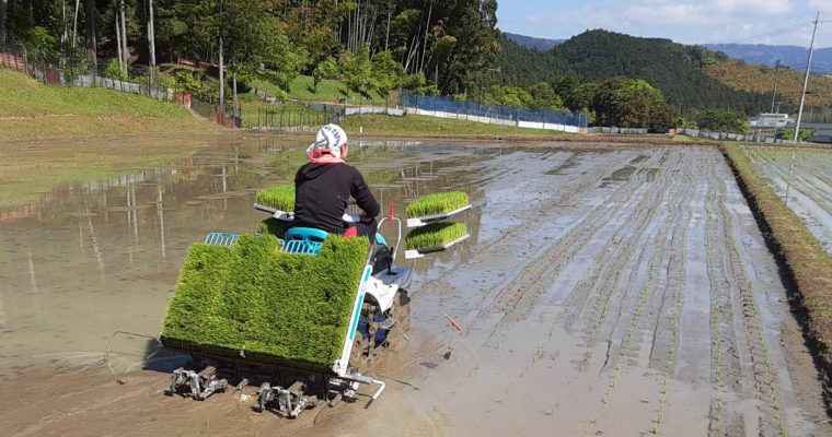 田植え