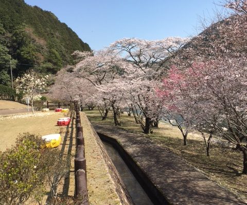 桜、見頃です✿