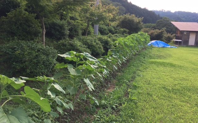 ６月２９日のひまわり