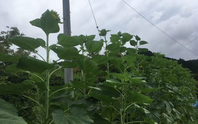 ７月１８日のひまわり